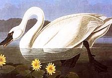 Swan by J.J. Audobon